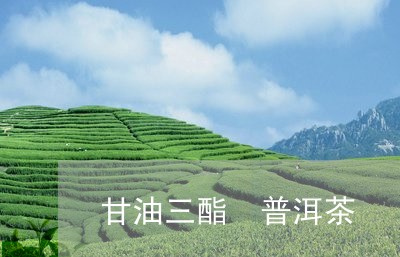 甘油三酯 普洱茶/2023041395059